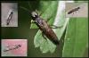 Xiphydria prolongata